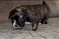 Mr. G, a male French Bulldog and Pomsky for sale in Kokomo, IN – Photo 6 of 9