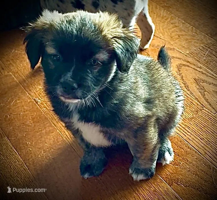 Unique Golden/Black Fluffy Merle  – French Bulldog, Pomsky puppy for sale in Kokomo, IN