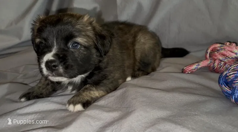 Unique Golden/Black Fluffy Merle  – French Bulldog, Pomsky puppy for sale in Kokomo, IN