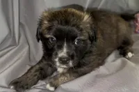 Unique Golden/Black Fluffy Merle , a male French Bulldog and Pomsky for sale in Kokomo, IN – Photo 4 of 10