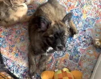 Unique Golden/Black Fluffy Merle , a male French Bulldog and Pomsky for sale in Kokomo, IN – Photo 5 of 10