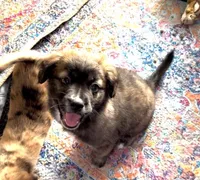 Unique Golden/Black Fluffy Merle , a male French Bulldog and Pomsky for sale in Kokomo, IN – Photo 3 of 10