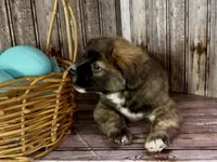 Unique Golden/Black Fluffy Merle , a male French Bulldog and Pomsky for sale in Kokomo, IN – Photo 9 of 9