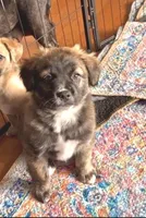 Unique Golden/Black Fluffy Merle , a male French Bulldog and Pomsky for sale in Kokomo, IN – Photo 4 of 10