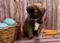 Unique Golden/Black Fluffy Merle , a male French Bulldog and Pomsky for sale in Kokomo, IN – Photo 7 of 9