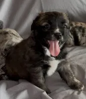 Unique Golden/Black Fluffy Merle , a male French Bulldog and Pomsky for sale in Kokomo, IN – Photo 3 of 10