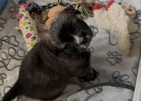 Unique Golden/Black Fluffy Merle , a male French Bulldog and Pomsky for sale in Kokomo, IN – Photo 10 of 10