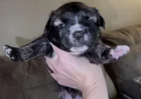 Mr. G, a male French Bulldog and Pomsky for sale in Kokomo, IN – Photo 4 of 9