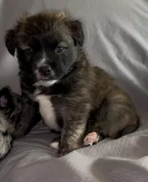 Unique Golden/Black Fluffy Merle , a male French Bulldog and Pomsky for sale in Kokomo, IN – Photo 6 of 10