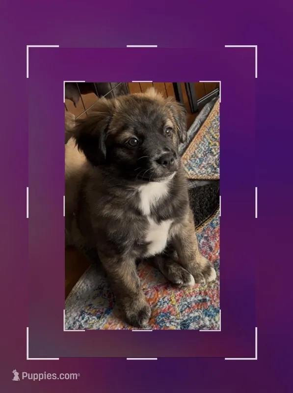 Unique Golden/Black Fluffy Merle  – French Bulldog, Pomsky puppy for sale in Kokomo, IN