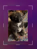 Unique Golden/Black Fluffy Merle , a male French Bulldog and Pomsky for sale in Kokomo, IN – Photo 1 of 10