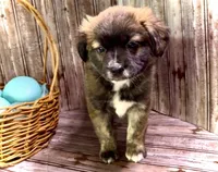 Unique Golden/Black Fluffy Merle , a male French Bulldog and Pomsky for sale in Kokomo, IN – Photo 3 of 9