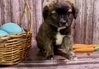 Unique Golden/Black Fluffy Merle , a male French Bulldog and Pomsky for sale in Kokomo, IN – Photo 8 of 9