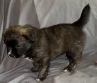 Unique Golden/Black Fluffy Merle , a male French Bulldog and Pomsky for sale in Kokomo, IN – Photo 2 of 10