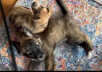 Unique Golden/Black Fluffy Merle , a male French Bulldog and Pomsky for sale in Kokomo, IN – Photo 6 of 10
