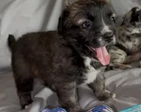 Unique Golden/Black Fluffy Merle , a male French Bulldog and Pomsky for sale in Kokomo, IN – Photo 5 of 10
