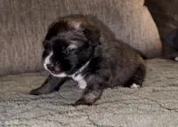 Mr. G, a male French Bulldog and Pomsky for sale in Kokomo, IN – Photo 7 of 9