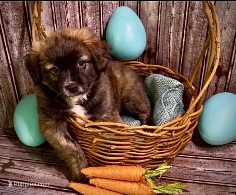 Unique Golden/Black Fluffy Merle  – French Bulldog, Pomsky puppy for sale in Kokomo, IN