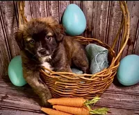 Unique Golden/Black Fluffy Merle , a male French Bulldog and Pomsky for sale in Kokomo, IN – Photo 1 of 9