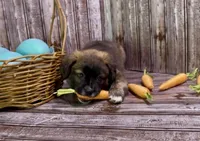 Unique Golden/Black Fluffy Merle , a male French Bulldog and Pomsky for sale in Kokomo, IN – Photo 5 of 9