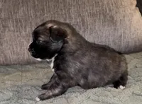 Mr. G, a male French Bulldog and Pomsky for sale in Kokomo, IN – Photo 8 of 9