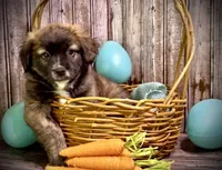 Unique Golden/Black Fluffy Merle , a male French Bulldog and Pomsky for sale in Kokomo, IN – Photo 2 of 9