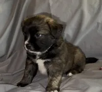 Unique Golden/Black Fluffy Merle , a male French Bulldog and Pomsky for sale in Kokomo, IN – Photo 7 of 10