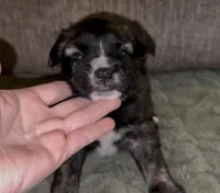 Mr. G, a male French Bulldog and Pomsky for sale in Kokomo, IN – Photo 2 of 9