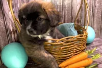 Unique Golden/Black Fluffy Merle , a male French Bulldog and Pomsky for sale in Kokomo, IN – Photo 4 of 9