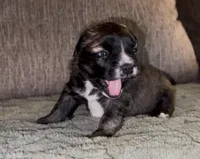 Mr. G, a male French Bulldog and Pomsky for sale in Kokomo, IN – Photo 9 of 9