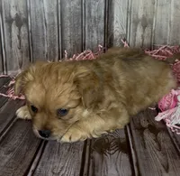 Gin /Golden Merle , a male French Bulldog and Pomsky for sale in Kokomo, IN – 8 of 10