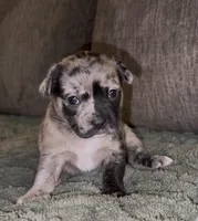 Elle, a female French Bulldog and Pomsky for sale in Kokomo, IN – Photo 5 of 9