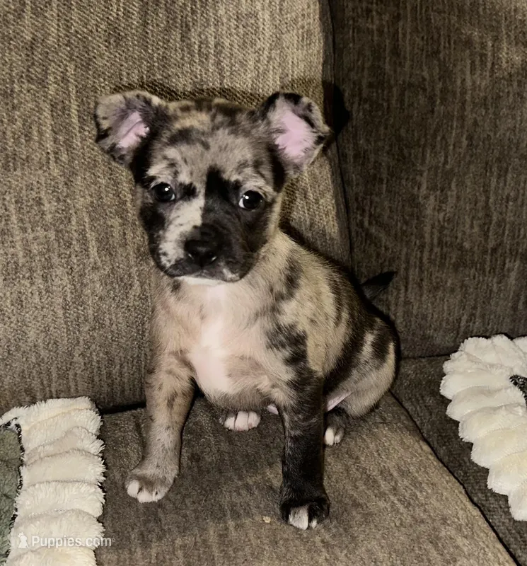 Elle Golden Plush  Merle – French Bulldog, Pomsky puppy for sale in Kokomo, IN