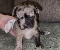 Elle, a female French Bulldog and Pomsky for sale in Kokomo, IN – Photo 2 of 9