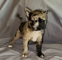 Elle Golden Fluffy Merle, a female French Bulldog and Pomsky for sale in Kokomo, IN – Photo 4 of 10