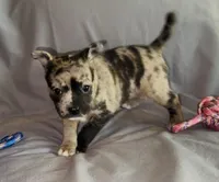 Elle Golden Fluffy Merle, a female French Bulldog and Pomsky for sale in Kokomo, IN – Photo 7 of 10