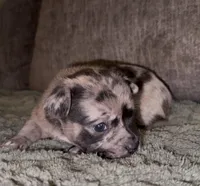 Elle, a female French Bulldog and Pomsky for sale in Kokomo, IN – Photo 6 of 9