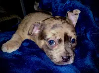 Elle Golden Fluffy Merle, a female French Bulldog and Pomsky for sale in Kokomo, IN – Photo 3 of 10