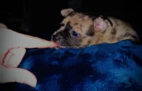 Elle Golden Fluffy Merle, a female French Bulldog and Pomsky for sale in Kokomo, IN – Photo 10 of 10