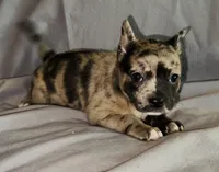 Elle Golden Fluffy Merle, a female French Bulldog and Pomsky for sale in Kokomo, IN – Photo 5 of 10