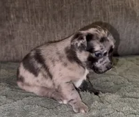 Elle, a female French Bulldog and Pomsky for sale in Kokomo, IN – Photo 9 of 9