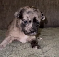 Elle, a female French Bulldog and Pomsky for sale in Kokomo, IN – Photo 1 of 9