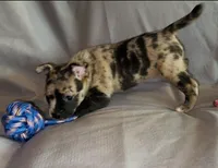 Elle Golden Fluffy Merle, a female French Bulldog and Pomsky for sale in Kokomo, IN – Photo 6 of 10