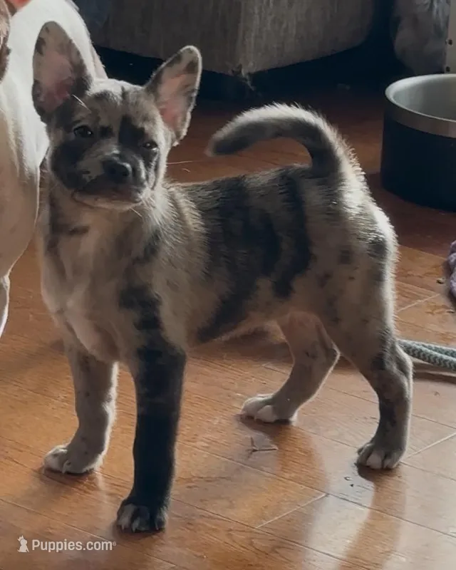 Elle Golden Plush  Merle – French Bulldog, Pomsky puppy for sale in Kokomo, IN