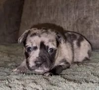 Elle, a female French Bulldog and Pomsky for sale in Kokomo, IN – Photo 3 of 9
