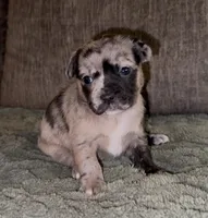 Elle, a female French Bulldog and Pomsky for sale in Kokomo, IN – Photo 7 of 9