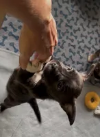Luxe -Video updates-, a male French Bulldog and Pomsky for sale in Kokomo, IN – 2 of 10