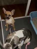 Last of his litter! New vid 8/29, a male French Bulldog and Pomsky for sale in Kokomo, IN – 3 of 10