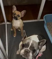 Last of his litter! New vid 8/29, a male French Bulldog and Pomsky for sale in Kokomo, IN – 2 of 10