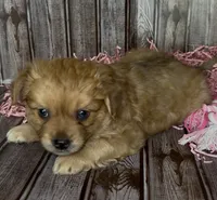 Gin /Golden Merle , a male French Bulldog and Pomsky for sale in Kokomo, IN – 7 of 10